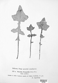 Puccinia maculosa image